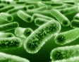 probiotici