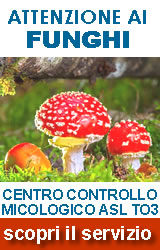funghi box 2019